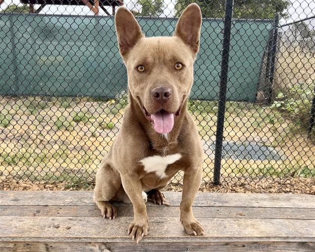 adoptable Dog in Santa Cruz, CA named PRETZEL*