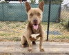 adoptable Dog in  named PRETZEL*