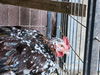 adoptable Chicken in  named KYLE