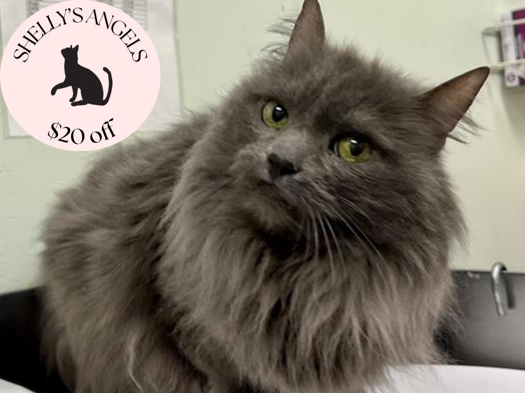 adoptable Cat in Santa Cruz, CA named JULIET