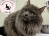 adoptable Cat in  named JULIET