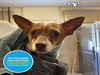adoptable Dog in  named EVENTUALLY*