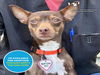 adoptable Dog in santa cruz, CA named ALWAYS*