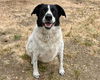 adoptable Dog in santa cruz, CA named BEN