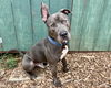 adoptable Dog in santa cruz, CA named BOB-O
