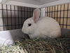 adoptable Rabbit in santa cruz, CA named CASPIAN*