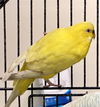 adoptable Bird in  named RONNIE*