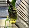 adoptable Bird in  named LONNIE*