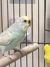 adoptable Bird in santa cruz, CA named BONNIE*