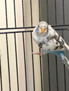 adoptable Bird in  named TAWNI*