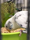 adoptable Bird in  named CONNIE*