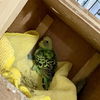adoptable Bird in  named CHICO*