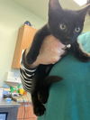 adoptable Cat in santa cruz, CA named ASH-LEY*