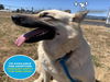 adoptable Dog in  named NOVA