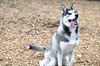 adoptable Dog in  named FROSTY