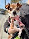 adoptable Dog in  named LUNA