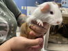 adoptable Guinea Pig in santa cruz, CA named CECIL*