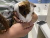 adoptable Guinea Pig in  named CORBIN*