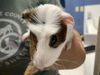 adoptable Guinea Pig in  named CORKY*
