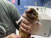 adoptable Guinea Pig in  named CUPID*