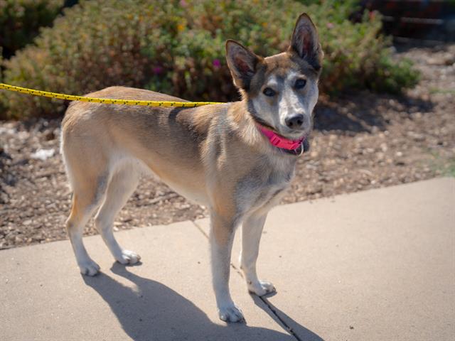 adoptable Dog in Santa Cruz, CA named PINK*