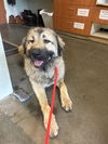 adoptable Dog in  named GRETA*