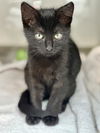 adoptable Cat in  named CROSSWALK*