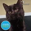 adoptable Cat in ,  named KIKO