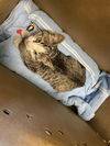 adoptable Cat in ,  named DELILAH*