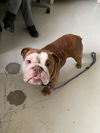 adoptable Dog in ,  named KERMIT*