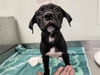 adoptable Dog in ,  named CLYDE*