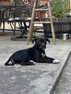 adoptable Dog in  named CLYDE*