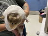 adoptable Guinea Pig in  named COCONUT