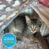 adoptable Cat in  named NANDOR*