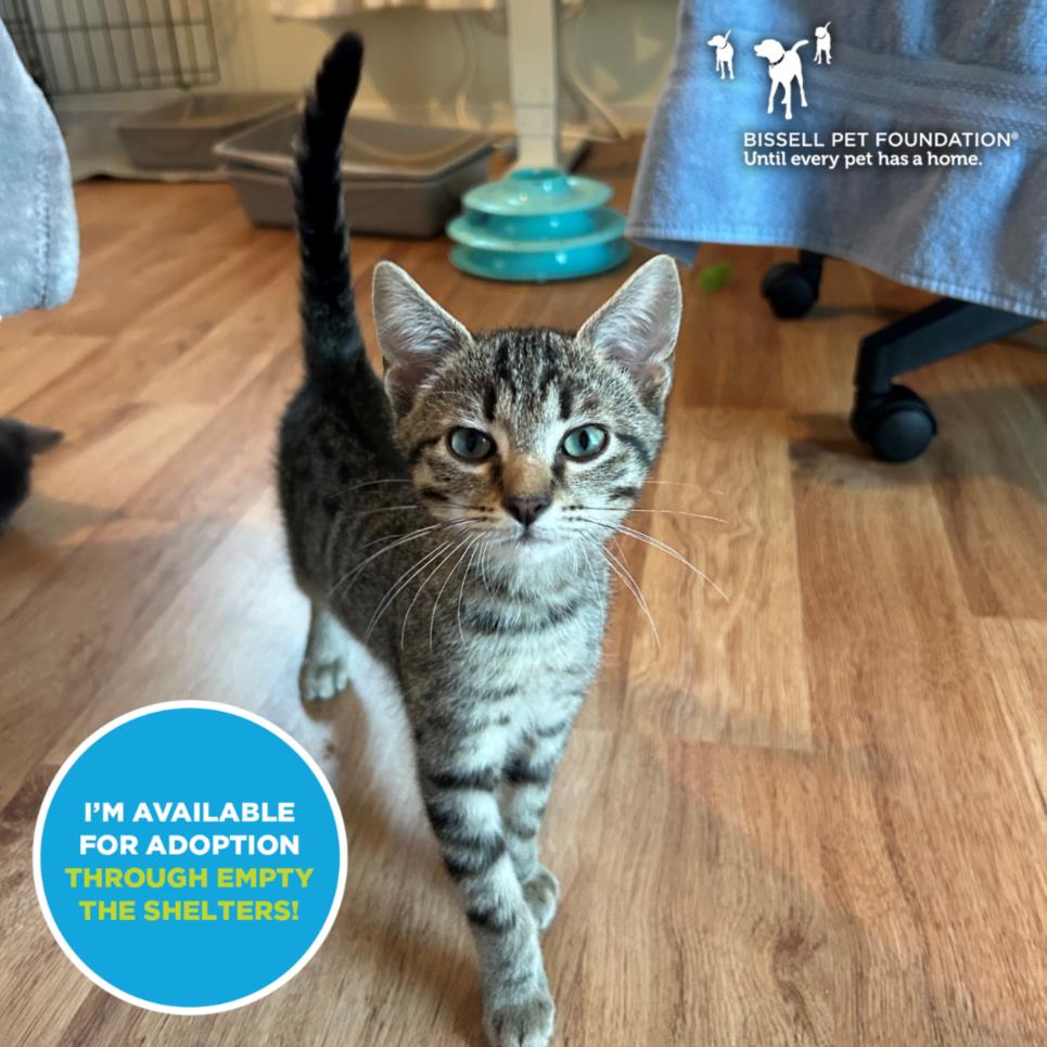 adoptable Cat in Santa Cruz, CA named COLIN ROBINSON*