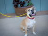 adoptable Dog in  named BUBBIE