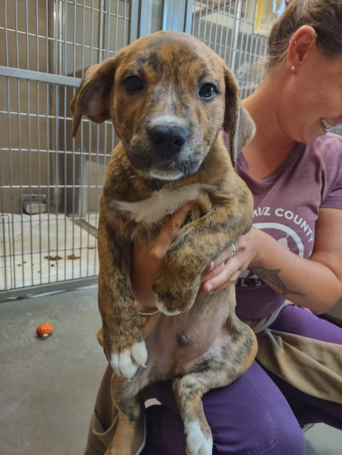 adoptable Dog in Santa Cruz, CA named CURACAO*