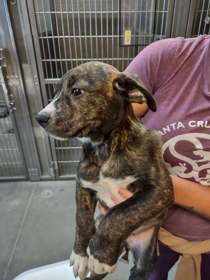adoptable Dog in Santa Cruz, CA named ARUBA*