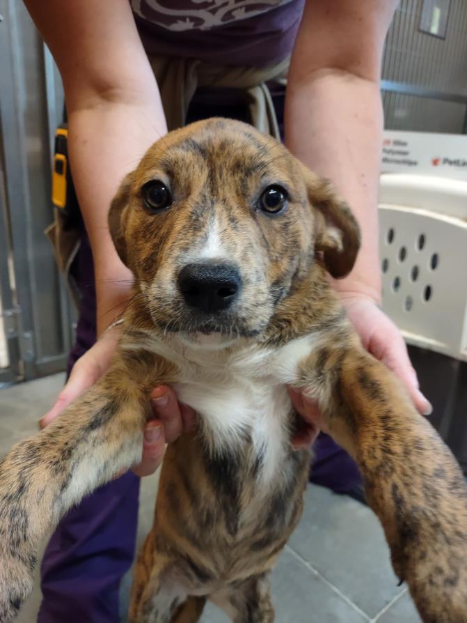adoptable Dog in Santa Cruz, CA named CUBA*