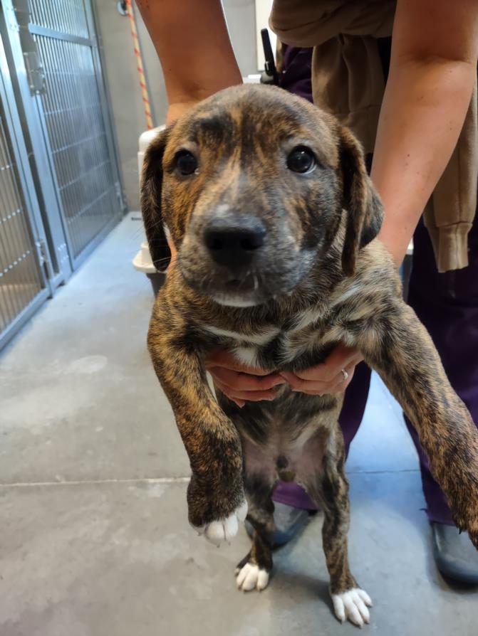 adoptable Dog in Santa Cruz, CA named REDONDA*