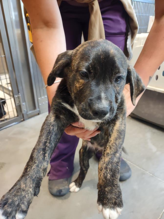 adoptable Dog in Santa Cruz, CA named JAMAICA*