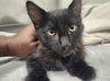 adoptable Cat in  named ZESTER*