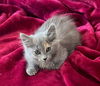 adoptable Cat in  named MEREDITH*