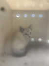 adoptable Cat in  named RENALDO*