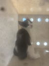 adoptable Cat in  named RENATA*