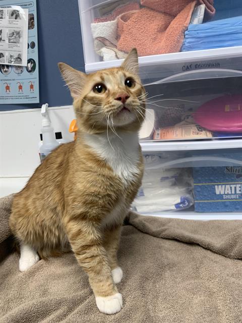 adoptable Cat in Santa Cruz, CA named CASPER