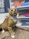 adoptable Cat in  named CASPER