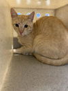 adoptable Cat in  named NEO*