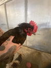 adoptable Chicken in  named SABRINA*