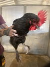 adoptable Chicken in  named RAVEN*